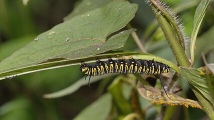 Monarch caterpillar on a milkweed plant in the Intag Valley, outside of Apuela, Ecuador