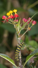 Monarch caterpillar on a milkweed plant in the Intag Valley, outside of Apuela, Ecuador