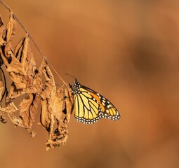 Shallow focus of a monarch butterfly standing on a branch with dry leaves