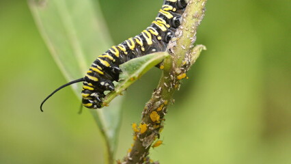 Monarch caterpillar on a milkweed plant in the Intag Valley, outside of Apuela, Ecuador