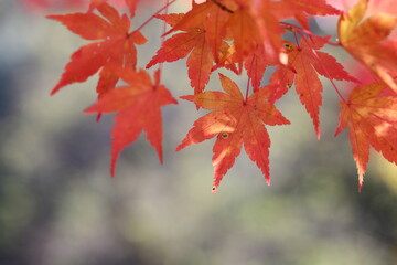 かえでの紅葉のクローズアップ