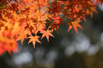かえでの紅葉のクローズアップ