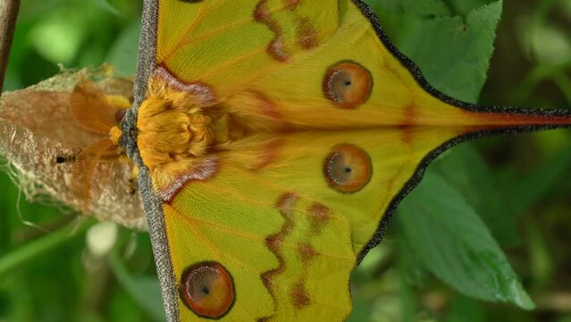 Vertical Beautiful Comet Moth Perching On Plant. Macro Shot Of Wings With Large Eyespots