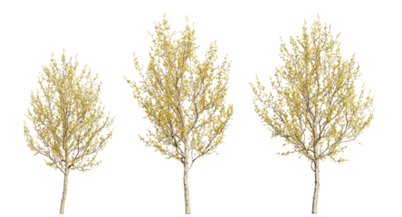 Cornelian cherry or cornel trees, yellow trees isolated