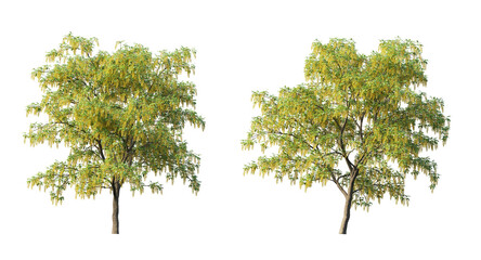 Golden chain tree or laburnum trees and branches isolated - obrazy, fototapety, plakaty