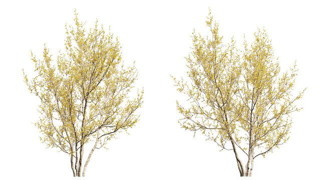 Cornelian cherry or cornel trees, yellow trees isolated