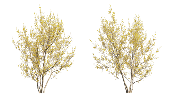 Cornelian cherry or cornel trees, yellow trees isolated