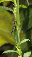Long-necked beetle on a leaf in the Intag Valley, outside of Apuela, Ecuador