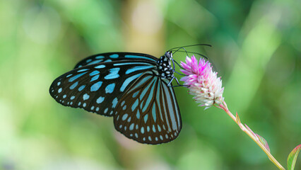 butterfly 蝶