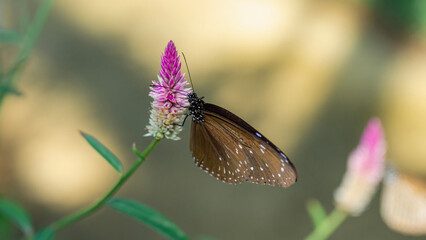 butterfly on flower