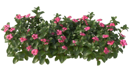 Various types of flowers plants bushes shrub and small plants isolated	
