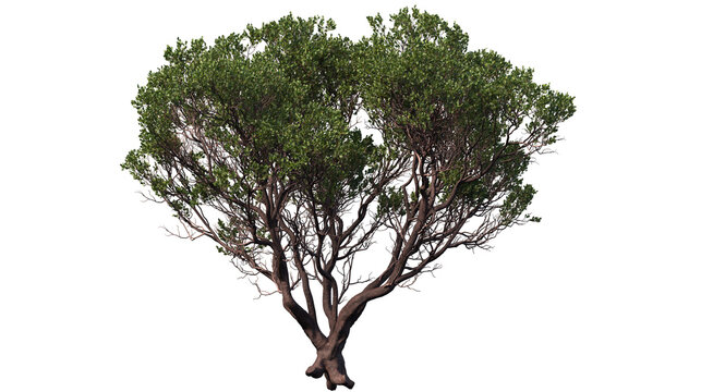 dr. hurd manzanita tree and branches isolated, Shrub, medium Tree