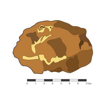 Brown igneous rock sample geologist