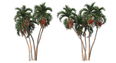 Betel palm, Betel  Nuts,  Areca nut , Areca palm,Areca nut palm isolated, palm tree