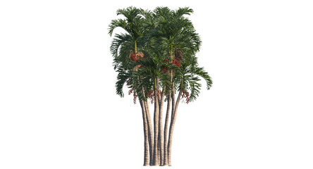Betel palm, Betel  Nuts,  Areca nut , Areca palm,Areca nut palm isolated, palm tree