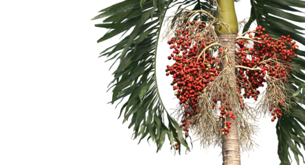 Betel palm, Betel  Nuts,  Areca nut , Areca palm,Areca nut palm isolated, palm tree