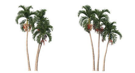 Betel palm, Betel  Nuts,  Areca nut , Areca palm,Areca nut palm isolated, palm tree