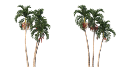 Betel palm, Betel  Nuts,  Areca nut , Areca palm,Areca nut palm isolated, palm tree