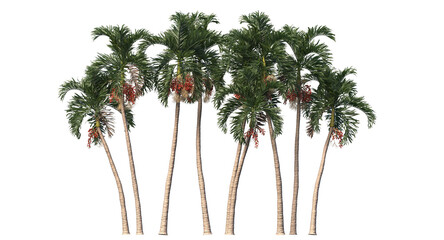 Betel palm, Betel  Nuts,  Areca nut , Areca palm,Areca nut palm isolated, palm tree