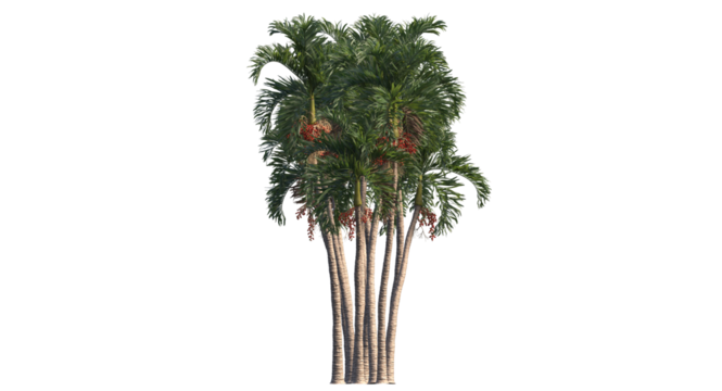 Betel palm, Betel  Nuts,  Areca nut , Areca palm,Areca nut palm isolated, palm tree