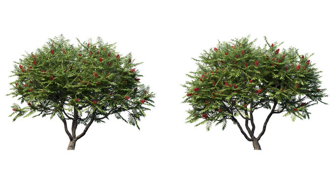 Staghorn sumac trees isolated, medium orange leaf trees clipping path