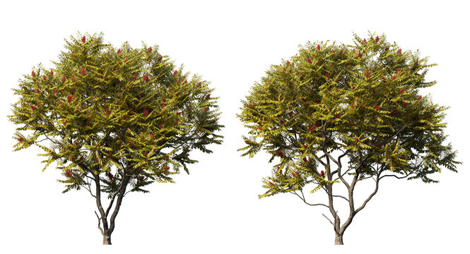 Staghorn sumac trees isolated, medium orange leaf trees clipping path