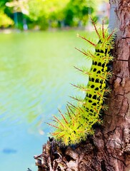 Fototapeta premium caterpillar on a leaf