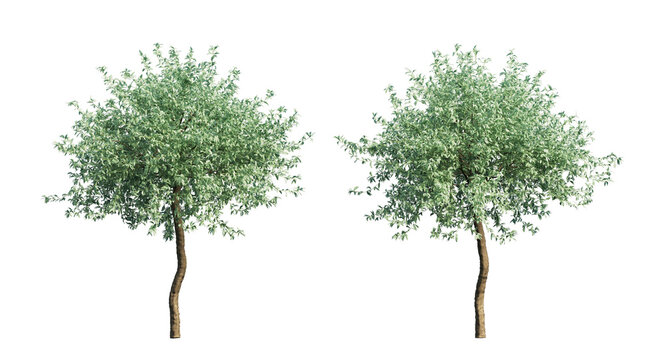 Willowleaf pear trees isolated, weeping silver pear clipping path