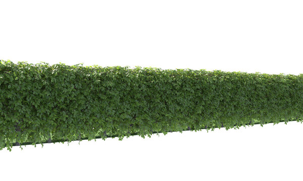 variety of hedge