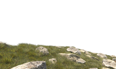 grass field small plant and stones 