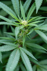 The top of a flowering homegrown cannabis indica plant