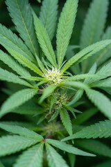 The top of a legally grown cannabis indica plant