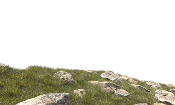 grass field small plant and stones 