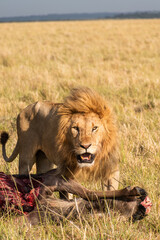 Obraz premium Lion Stare