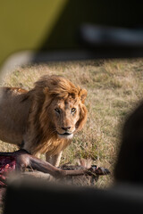 Lion Stare down through vehicle © Carl