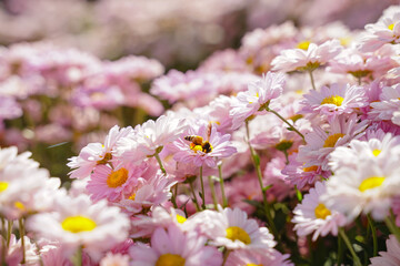 beautiful white daisies  symbol of pure heart  innocence and friendship