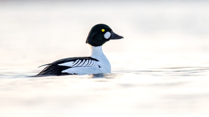 A male common goldeneye at sunrise waiting to dive back in