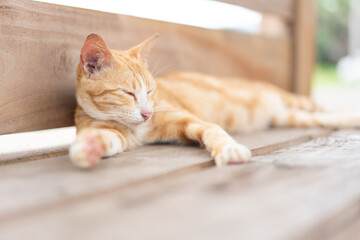 Orange cat chill sleeping on wooden chair in Japan park