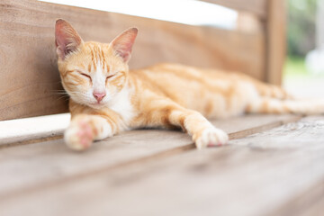 Orange cat chill sleeping on wooden chair in Japan park