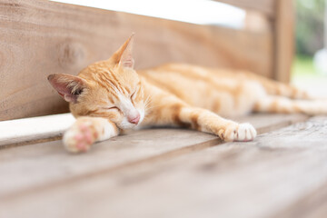 Orange cat chill sleeping on wooden chair in Japan park - Powered by Adobe