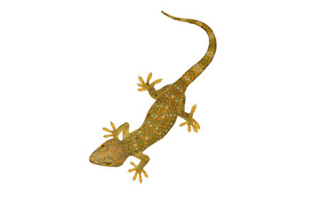 Tokay, Gecko, Calling gecko isolate white