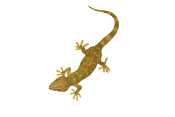 Tokay, Gecko, Calling gecko isolate white