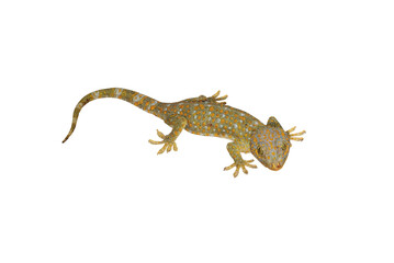 Tokay, Gecko, Calling gecko isolate white