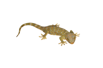 Tokay, Gecko, Calling gecko isolate white