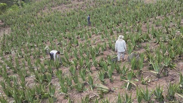 Aloe Vera leaf , natural in farm garden Plantation, aerial video
