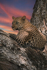 Leopard in Serengeti, Tanzania