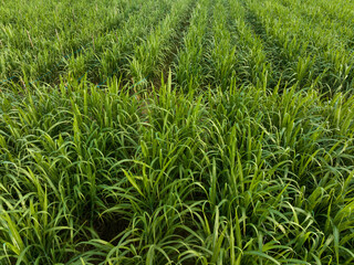 Aerial view of sugarcane plants growing at field
