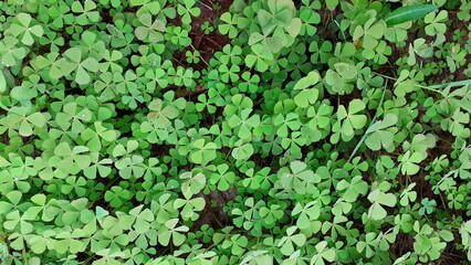 Ornamental shrubs, wall shrubs grass plants, with dew drops green leaf texture.