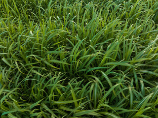 Aerial view of sugarcane plants growing at field