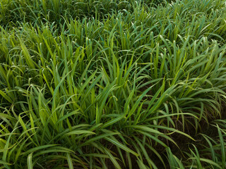 Aerial view of sugarcane plants growing at field